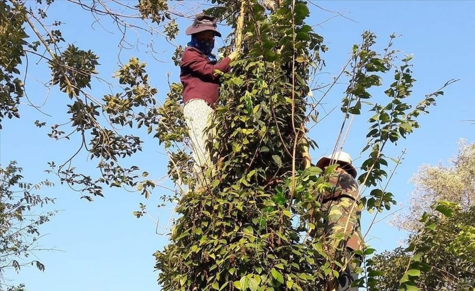 Gi&aacute; ti&ecirc;u h&ocirc;m nay 19/2/2025: Đắk N&ocirc;ng tăng nhẹ, vụ thu hoạch đang bị chậm lại