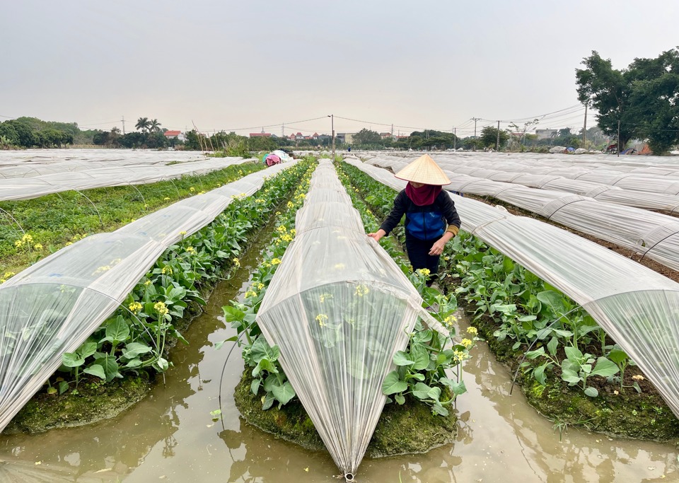 N&ocirc;ng d&acirc;n x&atilde; V&acirc;n Nội (huyện Đ&ocirc;ng Anh) kiểm tra t&igrave;nh trạng rau m&agrave;u.