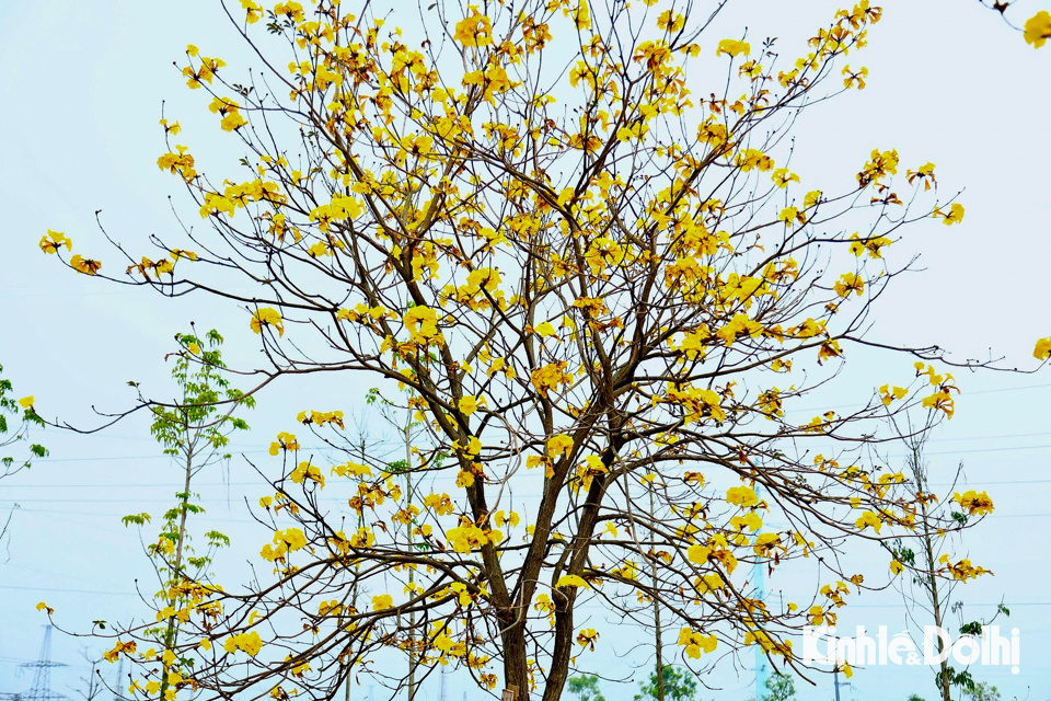 Phong linh c&ograve;n được gọi l&agrave; c&acirc;y&nbsp;chu&ocirc;ng&nbsp;v&agrave;ng, hoa thường nở rộ từ cuối th&aacute;ng 2. Hoa phong linh kết th&agrave;nh những ch&ugrave;m lớn h&agrave;ng chục b&ocirc;ng, mỗi b&ocirc;ng c&oacute; 5 c&aacute;nh, m&agrave;u v&agrave;ng tươi.&nbsp;Đ&acirc;y l&agrave; giống c&acirc;y th&acirc;n gỗ, h&igrave;nh trụ tr&ograve;n v&agrave; c&oacute; chiều cao từ 2 - 8m, đường k&iacute;nh gốc 15cm.