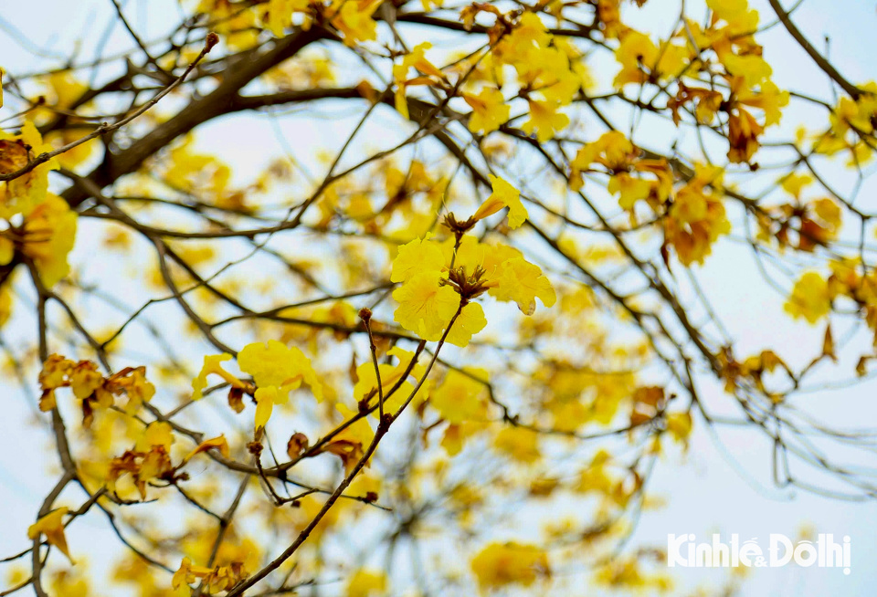 Hoa phong linh c&oacute;&nbsp;m&ugrave;i thơm&nbsp;dịu n&ecirc;n thường được lựa chọn trồng tạo cảnh quan trong nh&agrave;, khu d&acirc;n cư hay c&ocirc;ng vi&ecirc;n.