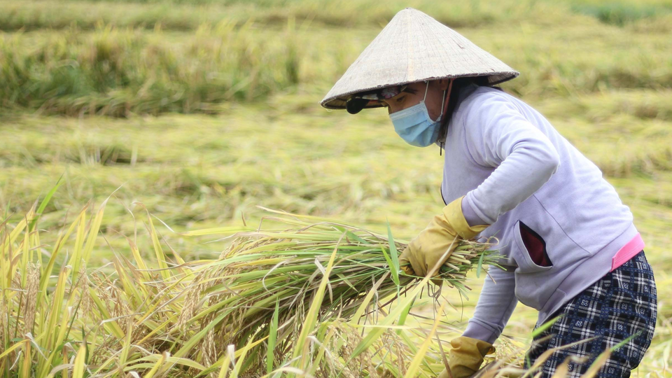 Gi&aacute; l&uacute;a gạo h&ocirc;m nay 25/2: gạo tăng nhẹ 100 đồng/kg. Ảnh minh họa.