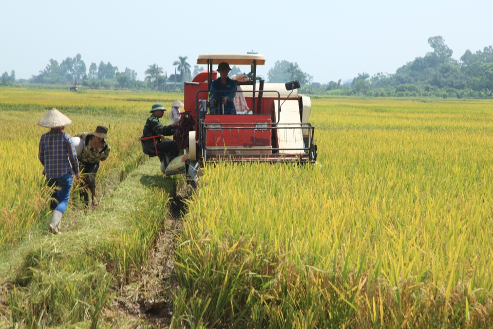 Gi&aacute; l&uacute;a gạo xuất khẩu của Việt Nam giảm nhẹ từ đầu năm đến nay. Ảnh: Phạm H&ugrave;ng