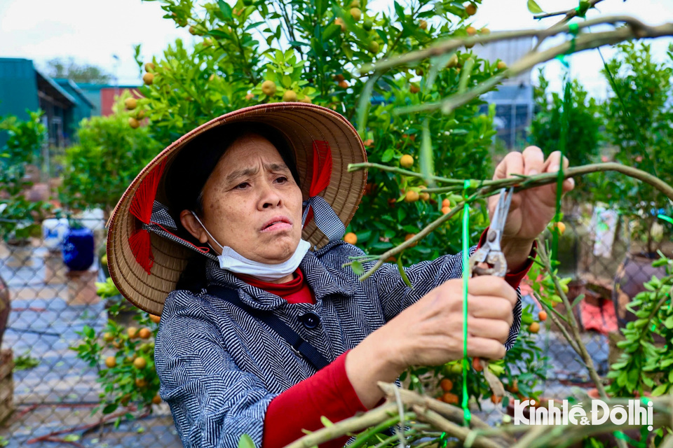 Cận cảnh người dân trồng quất cảnh Tứ Liên tạo dáng, uốn thế cho cây - Ảnh 1