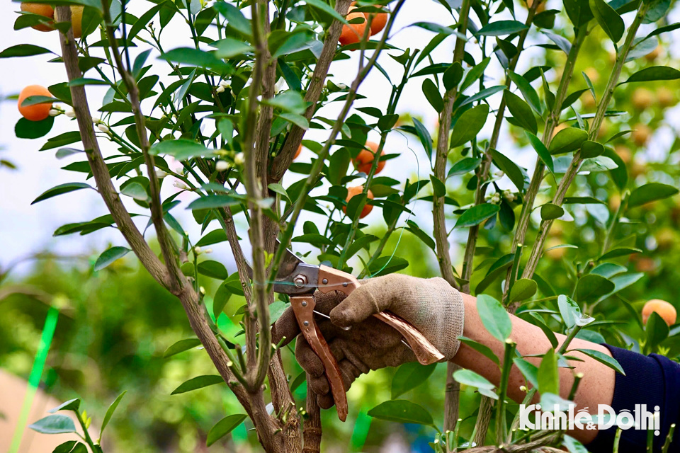 Từng c&agrave;nh quất cảnh được cắt tỉa gọn g&agrave;ng, sau đ&oacute; c&aacute;c nh&acirc;n c&ocirc;ng sử dụng d&acirc;y buộc cố định trong thời gian d&agrave;i. Dịp cận Tết d&acirc;y buộc sẽ được cắt bỏ, những c&agrave;nh quất n&agrave;o chưa được đẹp sẽ tiếp tục được buộc d&acirc;y tạo thế tiếp.