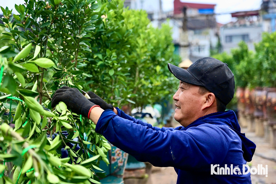 &Ocirc;ng Nguyễn Văn Độ, chủ một nh&agrave; vườn quất ở Tứ Li&ecirc;n cho hay: "T&ocirc;i c&oacute; hơn 500 gốc, thu&ecirc; 3 thợ từ Hưng Y&ecirc;n l&ecirc;n l&agrave;m uốn, g&ograve;, tạo d&aacute;ng li&ecirc;n tục trong 10 ng&agrave;y sẽ ho&agrave;n tất. Những c&acirc;y được chọn đưa v&agrave;o b&igrave;nh để tạo d&aacute;ng l&agrave; những c&acirc;y được lựa chọn kỹ c&agrave;ng, được trồng từ 3 đến 5 năm tuổi trở l&ecirc;n".