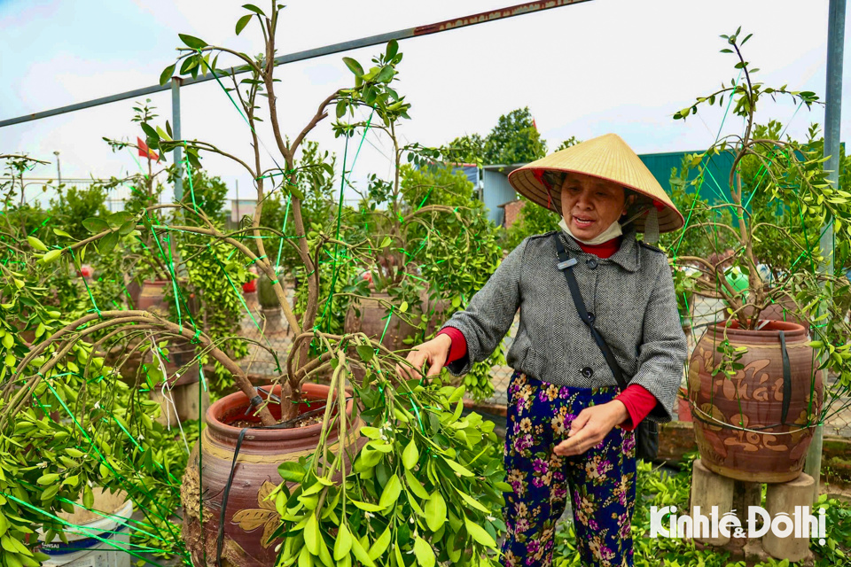 Kh&ocirc;ng kh&iacute; l&agrave;m việc tại c&aacute;c nh&agrave; vườn&nbsp;tất bật kh&ocirc;ng k&eacute;m so với l&uacute;c trước Tết.