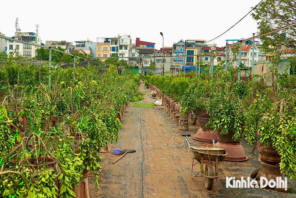 Những ng&agrave;y qua, người d&acirc;n l&agrave;ng Tứ Li&ecirc;n lại tất bật v&agrave;o vụ chăm s&oacute;c những c&acirc;y quất cảnh, c&aacute;c hộ d&acirc;n rục rịch cắt tỉa c&agrave;nh, g&ograve; thế, tạo d&aacute;ng để những c&acirc;y quất c&oacute; kiểu d&aacute;ng đẹp nhất phục vụ dịp Tết năm sau.