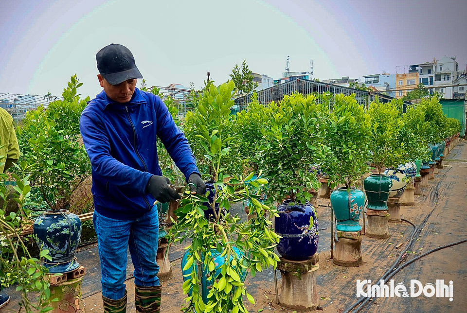 Do quất trồng trong chum kh&oacute; hơn trồng dưới đất, đ&ograve;i hỏi kỹ thuật chăm s&oacute;c cao n&ecirc;n c&aacute;c nh&agrave; vườn ở Tứ Li&ecirc;n phải chuẩn bị trước cả năm.