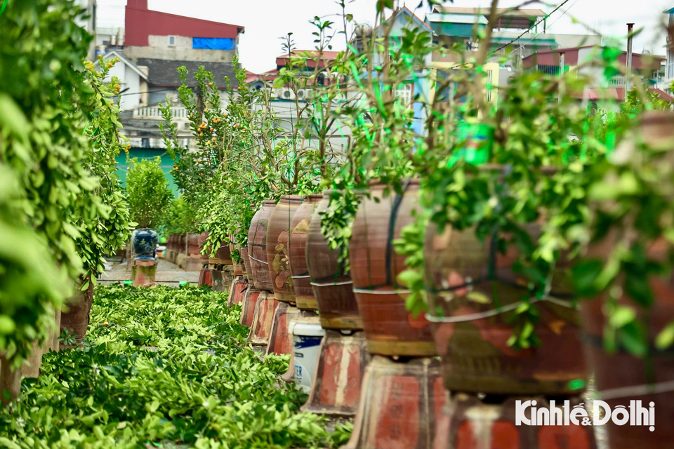 Đất m&agrave;u mỡ, gi&agrave;u dinh dưỡng gi&uacute;p c&acirc;y quất cảnh sinh trưởng v&agrave; ph&aacute;t triển tốt hơn v&agrave; ngăn chặn được dịch bệnh tr&ecirc;n nền đất cũ.&nbsp;Kh&ocirc;ng chỉ quất cảnh, những người thợ vườn c&ograve;n chỉnh sửa c&aacute;c loại c&acirc;y cảnh kh&aacute;c như sanh, si, lộc vừng&hellip;