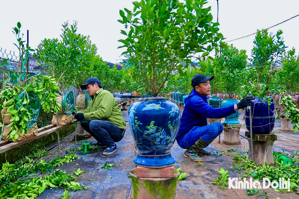 C&aacute;c nh&agrave; vườn tại Tứ Li&ecirc;n đ&atilde; mời những người c&oacute; tay nghề ở Hưng Y&ecirc;n về g&ograve; thế, tạo d&aacute;ng cho quất cảnh.