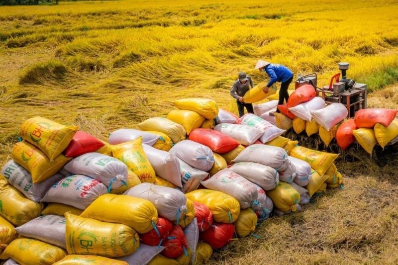 Tin tức kinh tế 28/2: xuất khẩu gạo sang Philippines giảm sâu. Ảnh minh hoạ. 