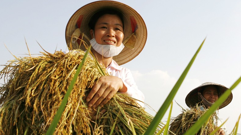 Gi&aacute; l&uacute;a gạo h&ocirc;m nay 28/2: l&uacute;a tươi giảm nhẹ. Ảnh minh họa.