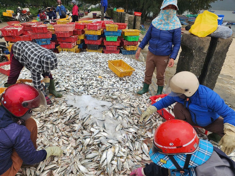 Tại bến neo đậu t&agrave;u thuyền phường Kỳ Ninh c&aacute; gh&eacute; tươi ngon được b&aacute;n với gi&aacute; 10 ngh&igrave;n đồng/kg, c&aacute; đ&ugrave; từ 50-60 ngh&igrave;n đồng/kg