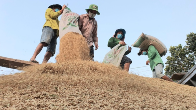 Gi&aacute; l&uacute;a gạo h&ocirc;m nay 2/3: gi&aacute; gạo bật tăng. Ảnh minh hoạ.&nbsp;