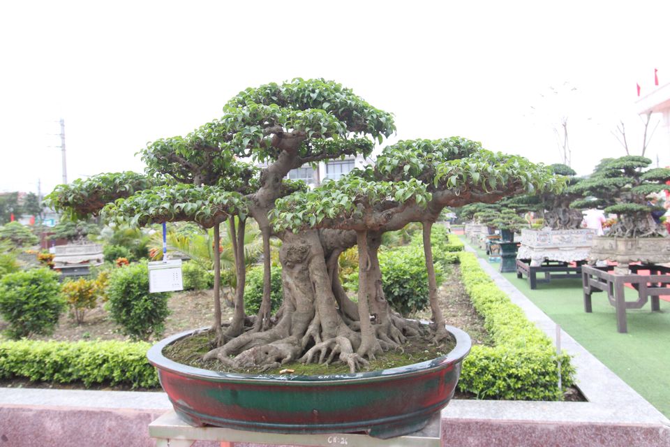 Ngắm những cây bonsai độc đáo có giá hàng tỷ đồng - Ảnh 2