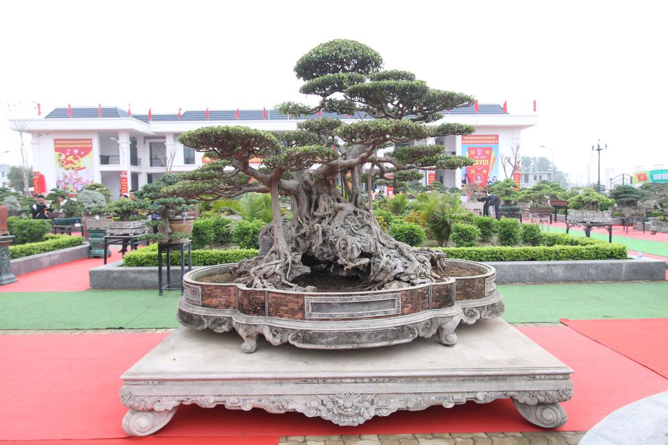 Ngắm những cây bonsai độc đáo có giá hàng tỷ đồng - Ảnh 1