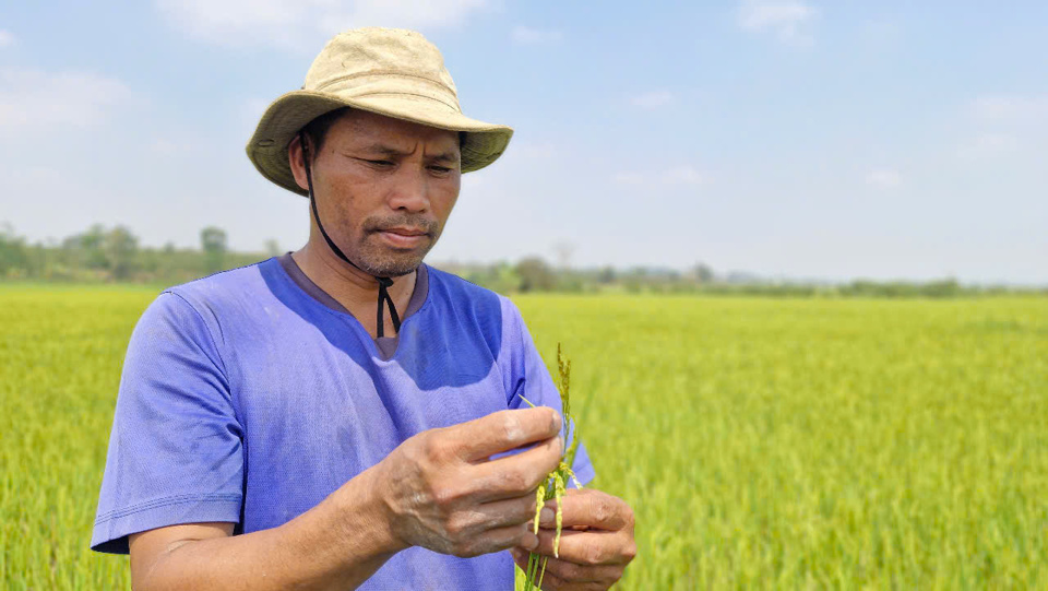 Anh Gring cho biết to&agrave;n bộ 6 s&agrave;o l&uacute;a đang l&agrave;m đ&ograve;ng trổ b&ocirc;ng đ&atilde; mất trắng do nắng hạn.