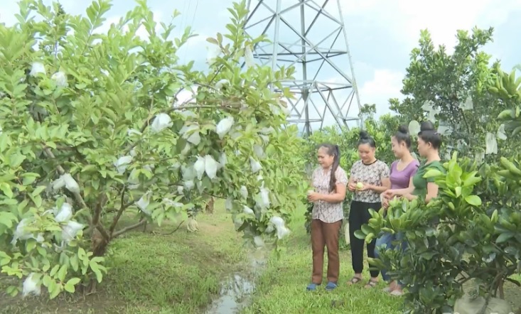 N&ocirc;ng d&acirc;n huyện Tuần Gi&aacute;o đưa c&aacute;c loại c&acirc;y cho hiệu quả kinh tế cao v&agrave;o trồng trọt.