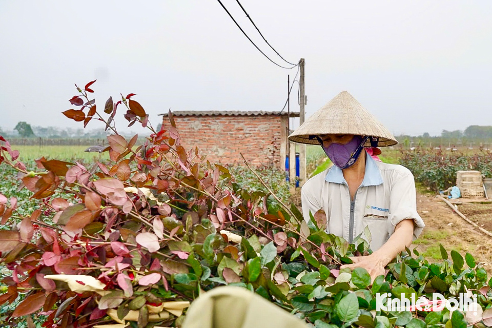 Người dân trồng hoa Mê Linh tất bật thu hoạch hoa trước ngày 8/3 - Ảnh 3