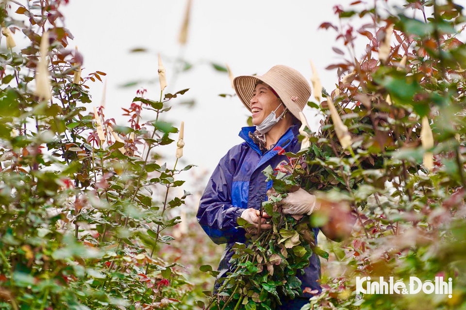 Từng b&oacute; hoa hồng được cắt tỉ mỉ ngay tại ruộng.