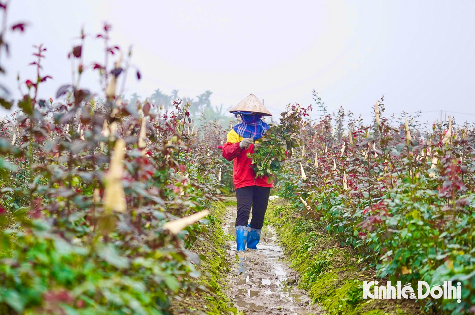 Những lo&agrave;i hoa như hoa hồng, hoa c&uacute;c, hoa dơn... được người d&acirc;n thu hoạch trong ng&agrave;y.