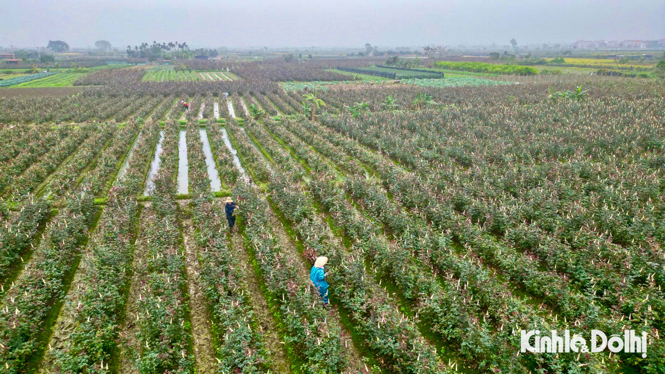 Những ng&agrave;y qua, người d&acirc;n l&agrave;ng trồng hoa M&ecirc; Linh lại bận rộng với c&ocirc;ng việc đồng &aacute;ng, chăm s&oacute;c, cắt tỉa v&agrave; thu hoạch hoa tươi để đổ bu&ocirc;n cho c&aacute;c tiểu thương cung ứng ra thị trường trước ng&agrave;y Quốc tế phụ nữ 8/3.