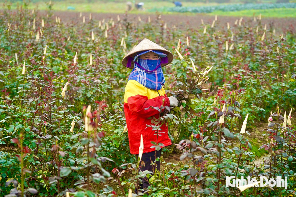 Người d&acirc;n d&ugrave;ng giấy bọc tr&ecirc;n c&aacute;c nụ hoa, để khi cắt đưa đến tay c&aacute;c thương l&aacute;i hoa vẫn đảm bảo nguy&ecirc;n vẹn.