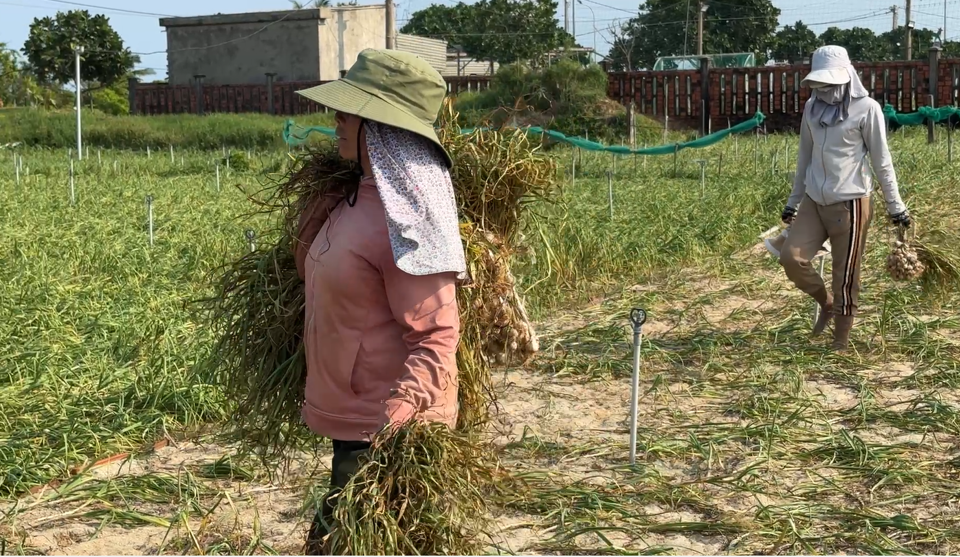 Những ng&agrave;y qua, người d&acirc;n L&yacute; Sơn (tỉnh Quảng Ng&atilde;i) đang tất bật thu hoạch tỏi.