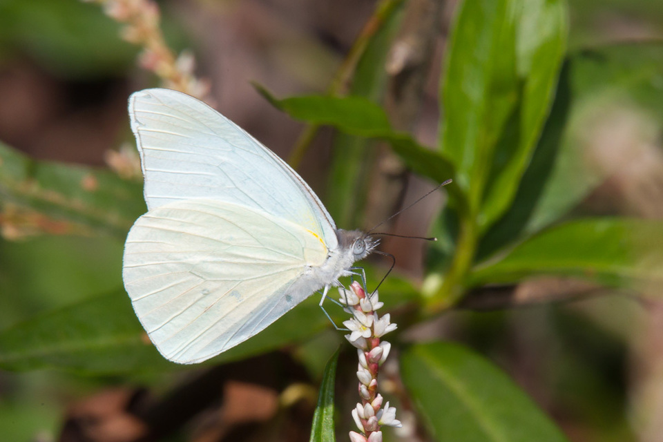 Lo&agrave;i bướm Florida White. Ảnh: iNaturalist