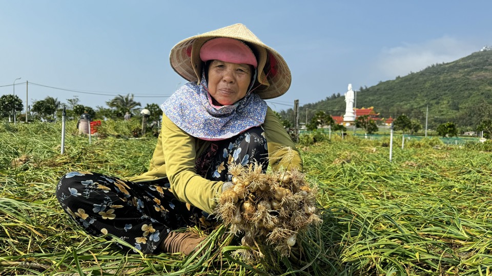 B&agrave; con đang kỳ vọng gi&aacute; cả sẽ tăng l&ecirc;n trong thời gian tới. Trung b&igrave;nh, chi ph&iacute; đầu tư cho một s&agrave;o tỏi (500m2) l&ecirc;n đến gần 20 triệu đồng. Do đ&oacute;, mỗi kg tỏi tươi phải từ 50.000 đồng/kg trở l&ecirc;n n&ocirc;ng d&acirc;n mới c&oacute; lời.