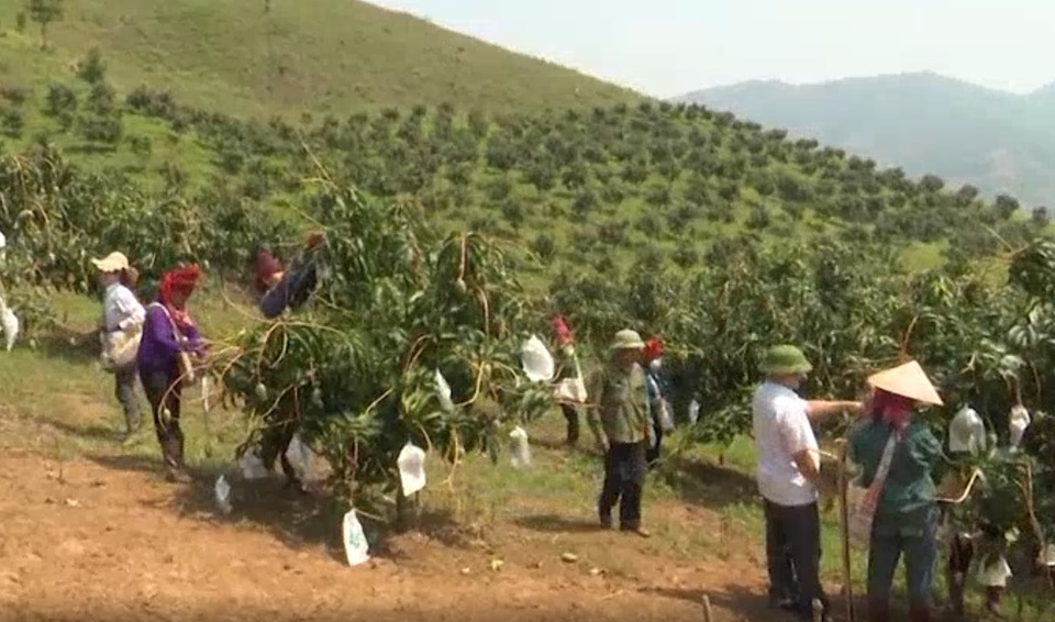 N&ocirc;ng d&acirc;n huyện S&ocirc;ng M&atilde; thi đua sản xuất, kinh doanh giỏi.