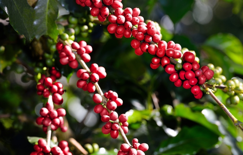 Gi&aacute; c&agrave; ph&ecirc; h&ocirc;m nay 11/3/2025: Robusta tăng mạnh, th&ecirc;m gần 200 USD/tấn từ đầu tuần