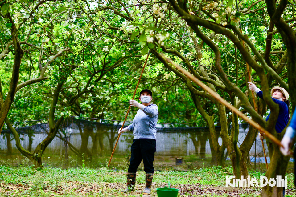 X&aacute;c định thời điểm hoa bưởi đang trong giai đoạn ph&aacute;t triển tốt nhất để thụ phấn. Thời gian thụ phấn cho bưởi diễn thường k&eacute;o d&agrave;i trong khoảng 1 th&aacute;ng.