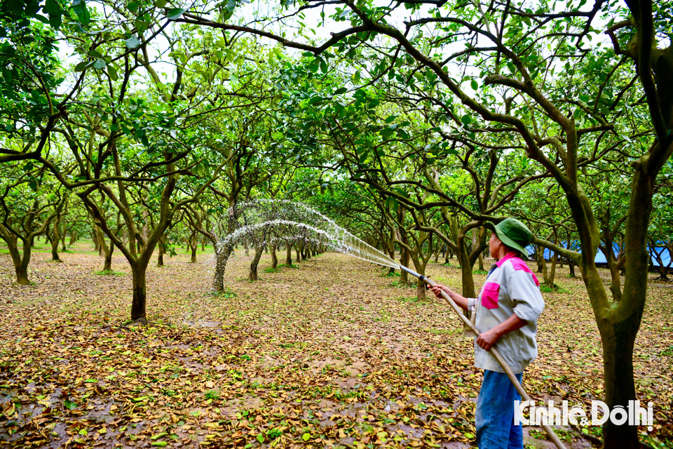 Tuy nhi&ecirc;n, thời tiết ở giai đoạn đang giao m&ugrave;a, cần tưới th&ecirc;m nước để đảm bảo qu&aacute; tr&igrave;nh sinh trưởng cho c&acirc;y.