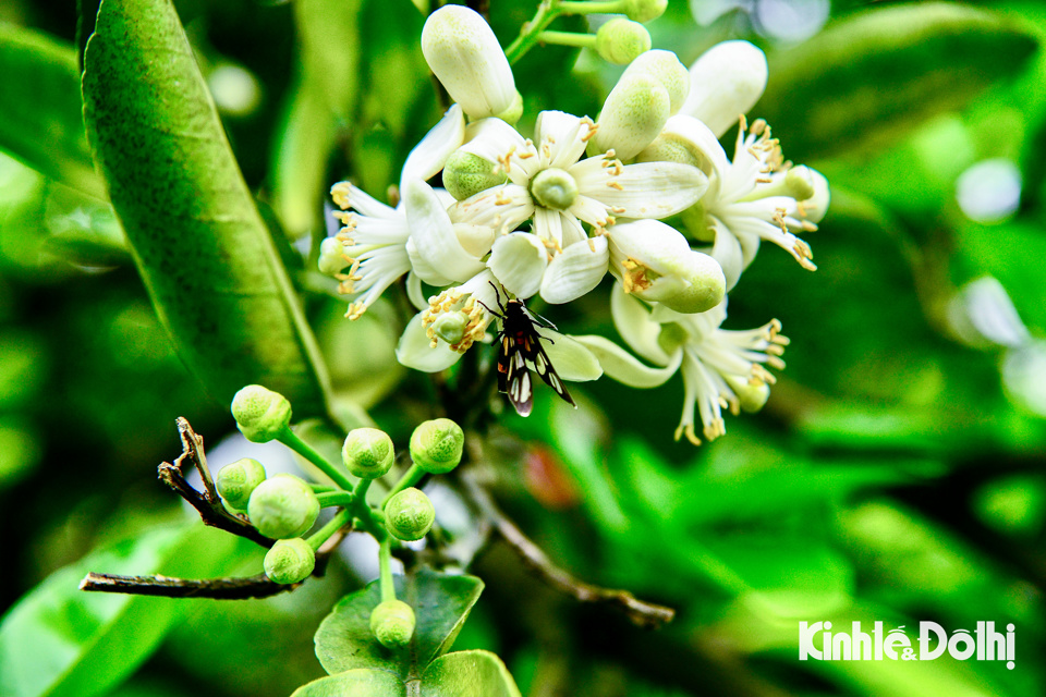 Hoa bưởi l&agrave; lo&agrave;i lưỡng t&iacute;nh n&ecirc;n hoa n&agrave;o cũng c&oacute; thể cho quả, thường th&igrave; hoa 4 c&aacute;nh cho quả nhỏ hơn hoa 5 c&aacute;nh.