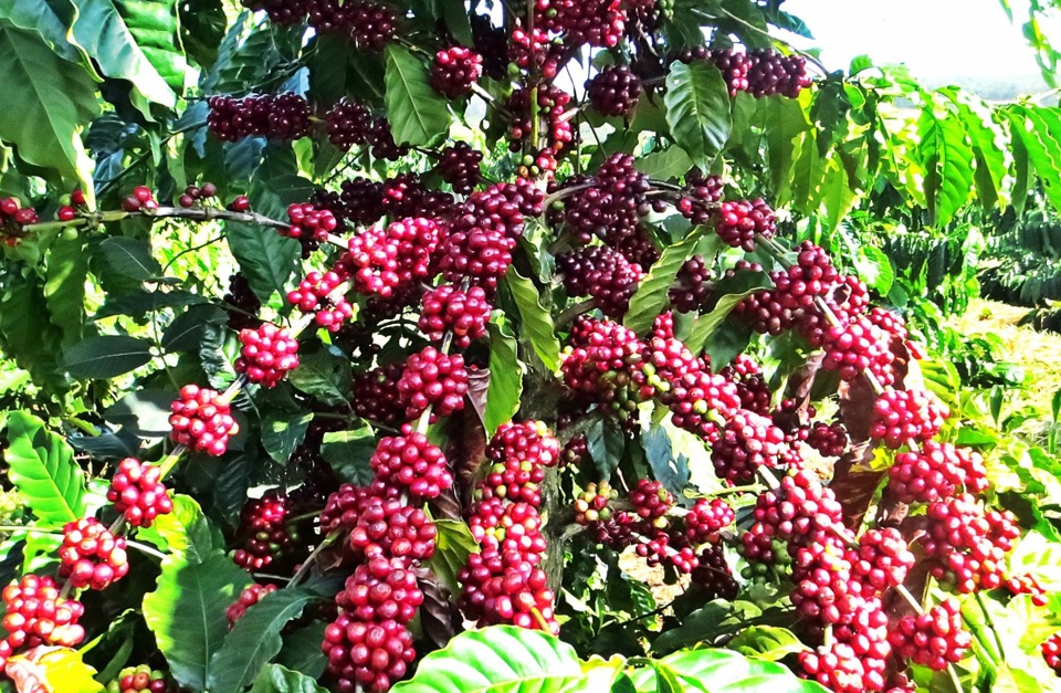 Gi&aacute; c&agrave; ph&ecirc; h&ocirc;m nay 14/3/2025: Robusta tăng trở lại, Arabica chưa dứt đ&agrave; giảm