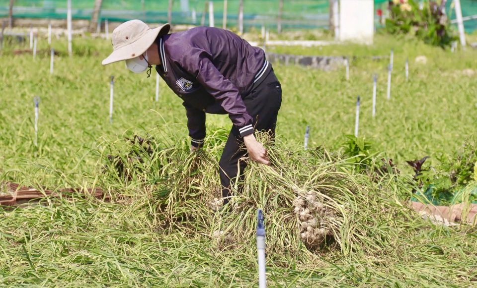 Người d&acirc;n L&yacute; Sơn thu hoạch tỏi.