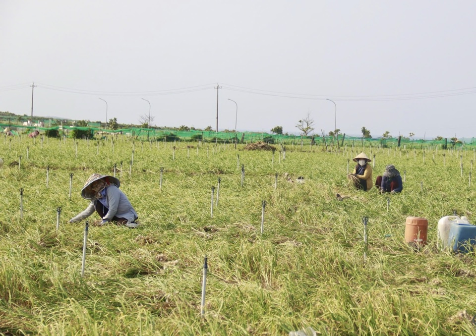 To&agrave;n huyện L&yacute; Sơn c&oacute; khoảng 320 ha trồng tỏi.