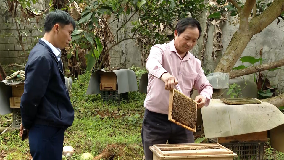 Thợ nu&ocirc;i ong kiểm tra kỹ lưỡng chất lượng mật trước khi tiến h&agrave;nh thu hoạch.