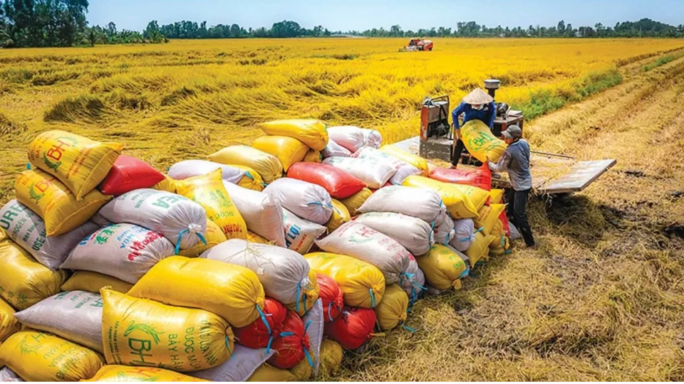 Gi&aacute; l&uacute;a gạo h&ocirc;m nay 19/3: gạo xuất khẩu bật tăng. Ảnh minh hoạ.&nbsp;