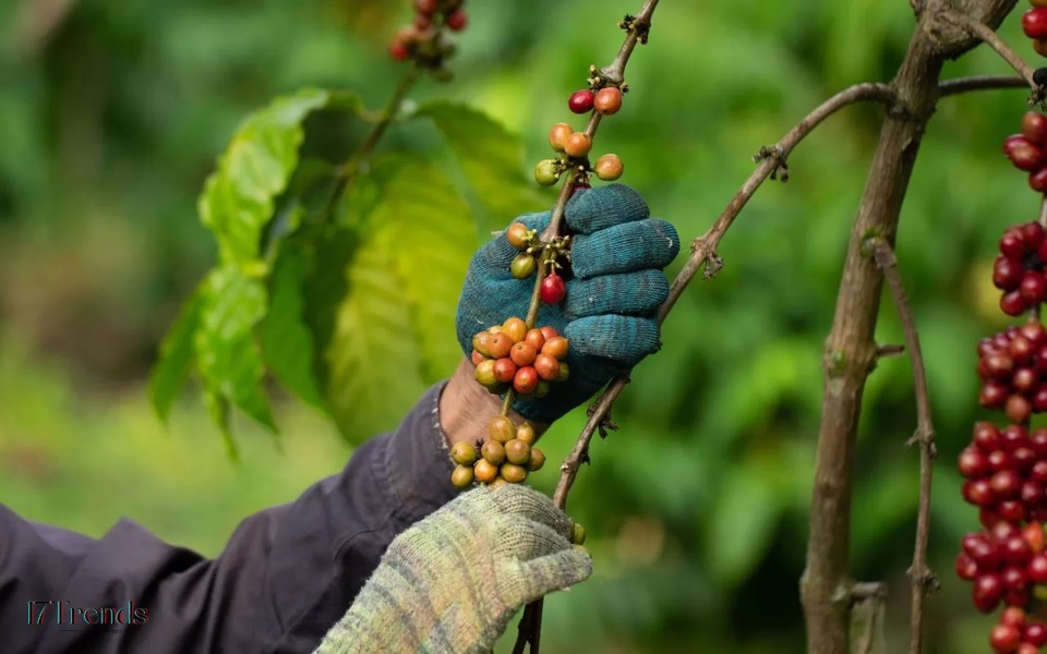 Robusta giảm trong khi Arabica tiếp tục tăng