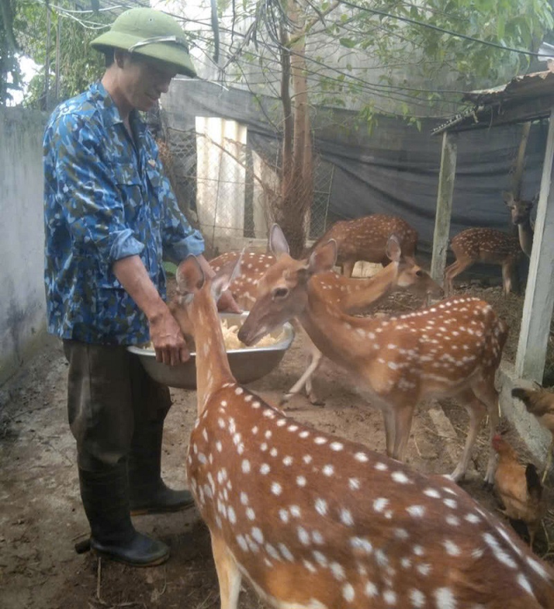 Chăn nu&ocirc;i hươu ở x&atilde; Quang Diệm mang lại hiệu quả kinh tế cao, g&oacute;p phần quan trọng trong x&acirc;y dựng n&ocirc;ng th&ocirc;n mới